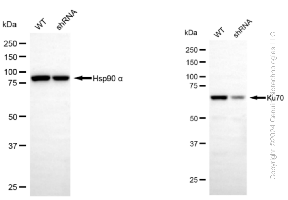 KD-Validated Anti-Ku70 Rabbit Monoclonal Antibody ABG1493
