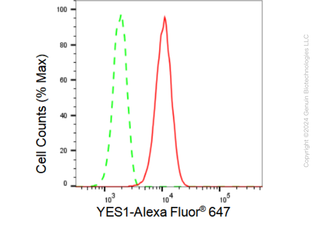 KD-Validated Anti-YES1 Rabbit Monoclonal Antibody ABG1494