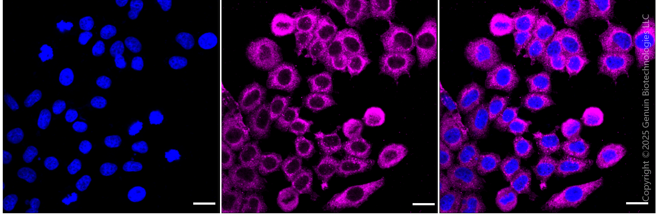 KD-Validated Anti-YES1 Rabbit Monoclonal Antibody ABG1494