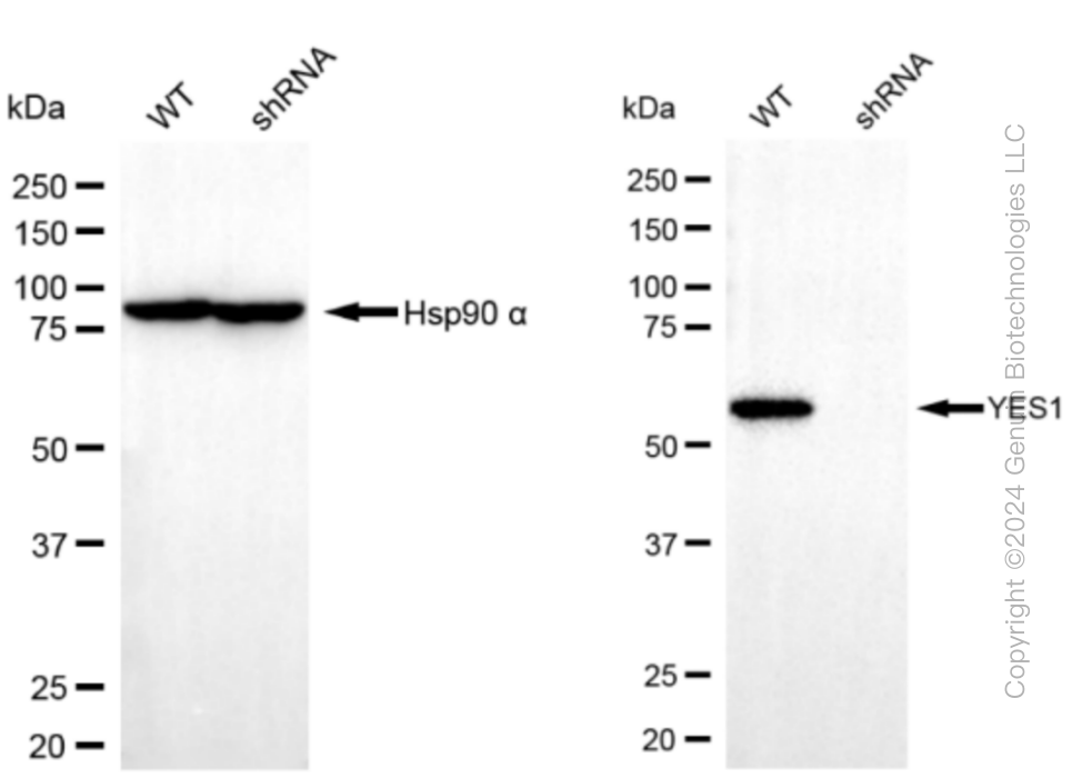 KD-Validated Anti-YES1 Rabbit Monoclonal Antibody ABG1494