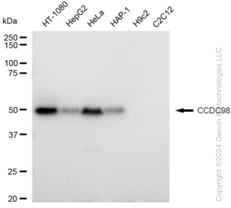 KD-Validated Anti-CCDC98 Rabbit Monoclonal Antibody ABG1495