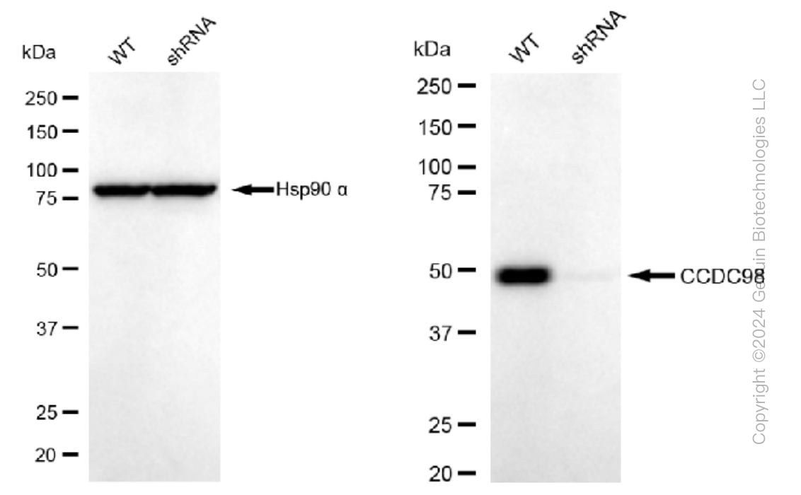 KD-Validated Anti-CCDC98 Rabbit Monoclonal Antibody ABG1495