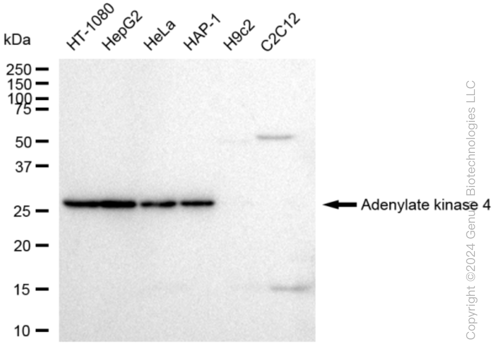 KD-Validated Anti-Adenylate kinase 4 Rabbit Monoclonal Antibody ABG1496
