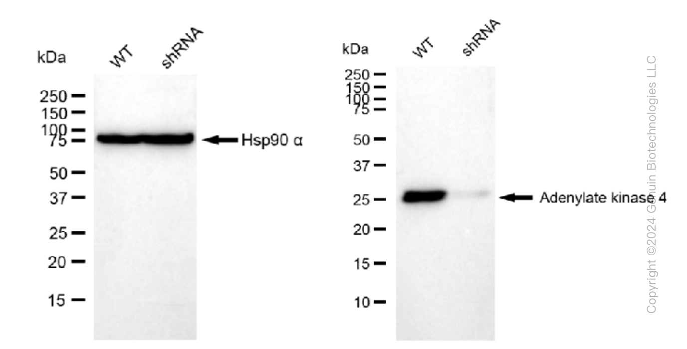 KD-Validated Anti-Adenylate kinase 4 Rabbit Monoclonal Antibody ABG1496