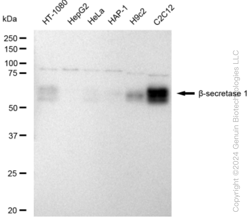 KD-Validated Anti-Beta-secretase 1 Rabbit Monoclonal Antibody ABG1497