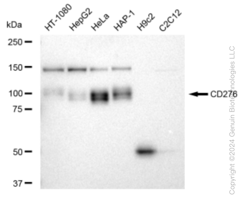 KD-Validated Anti-CD276 Rabbit Monoclonal Antibody ABG1498