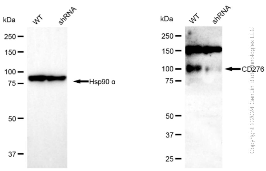 KD-Validated Anti-CD276 Rabbit Monoclonal Antibody ABG1498