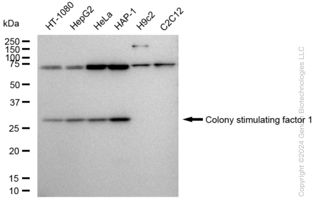 KD-Validated Anti-Colony Stimulating Factor 1 Rabbit Monoclonal Antibody ABG1499