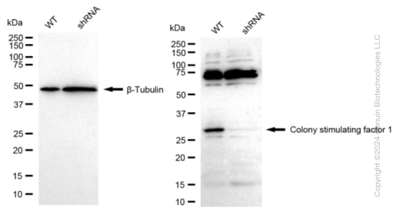 KD-Validated Anti-Colony Stimulating Factor 1 Rabbit Monoclonal Antibody ABG1499
