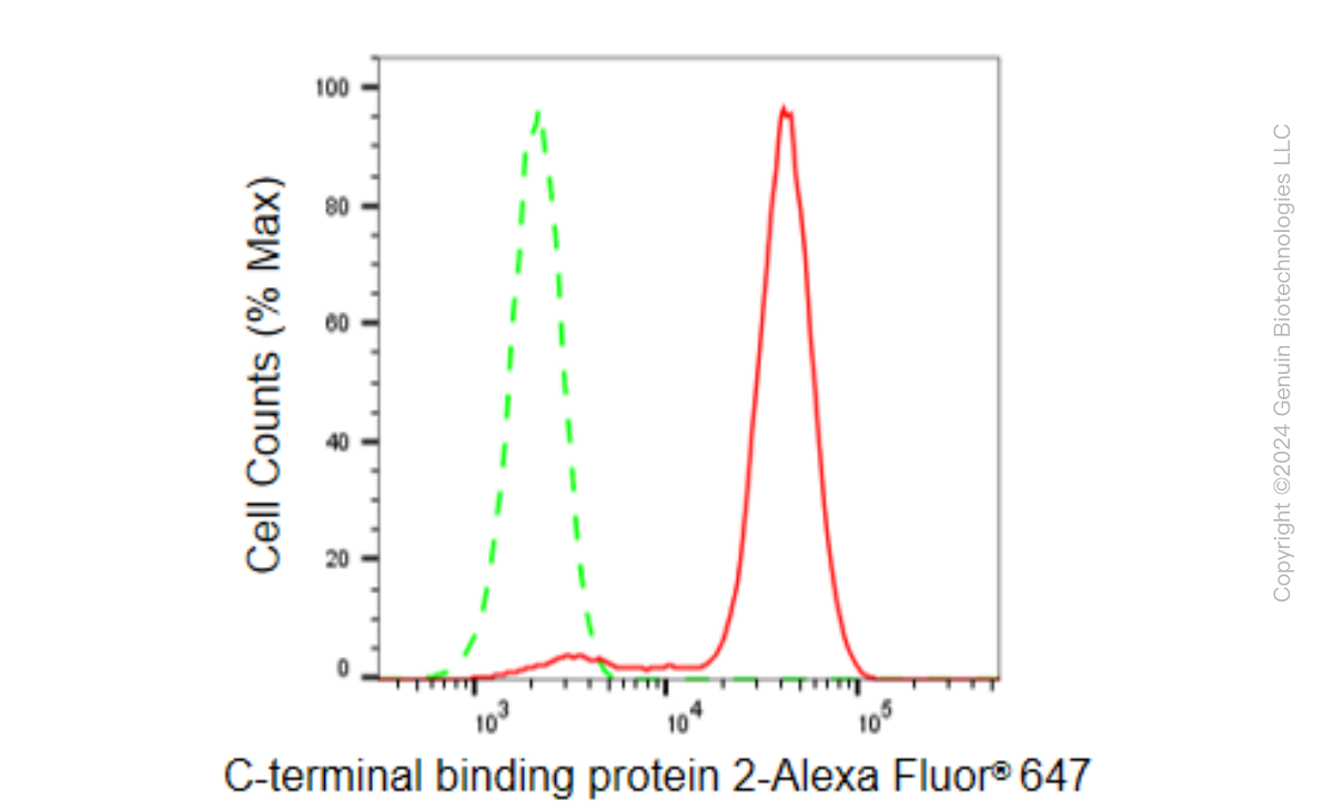 KD-Validated Anti-C-terminal binding protein 2 Rabbit Monoclonal Antibody ABG1500