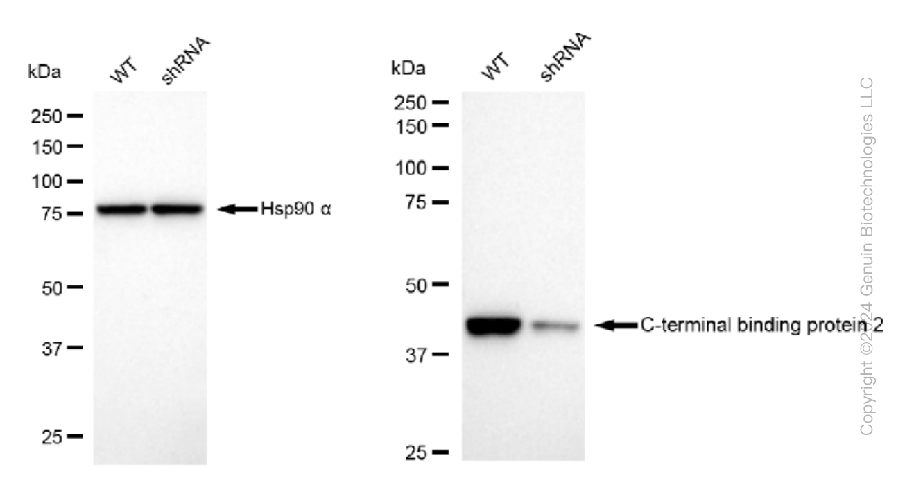 KD-Validated Anti-C-terminal binding protein 2 Rabbit Monoclonal Antibody ABG1500