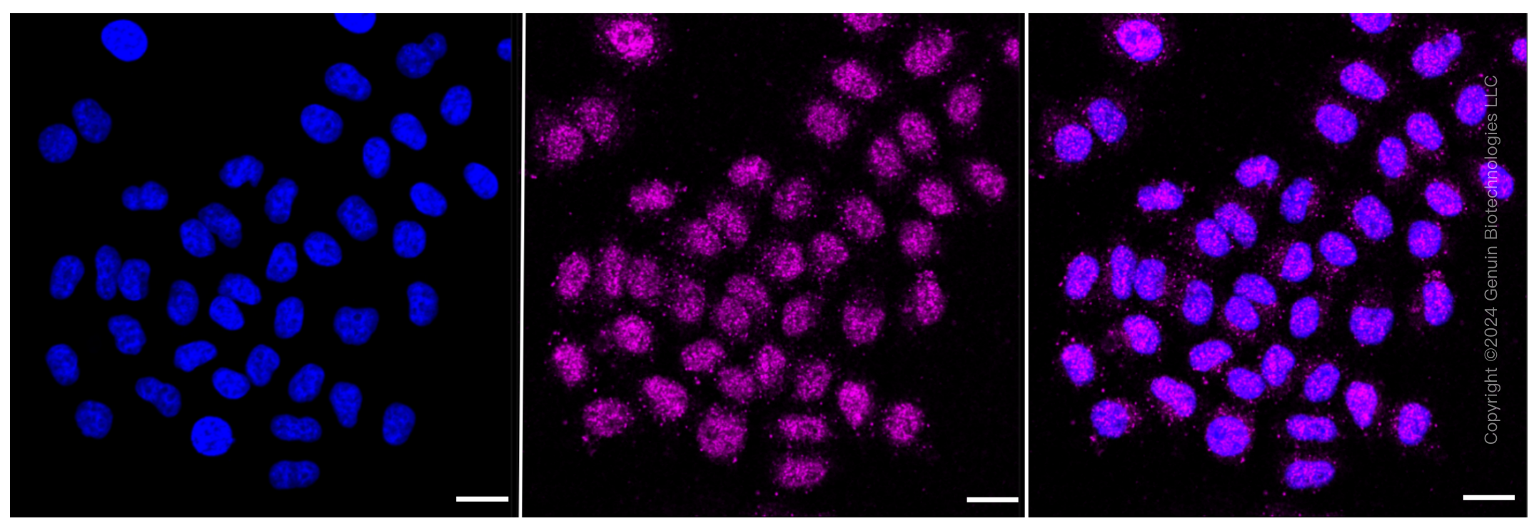 KD-Validated Anti-Cytoplasmic FMR1 interacting protein 1 Rabbit Monoclonal Antibody ABG1501