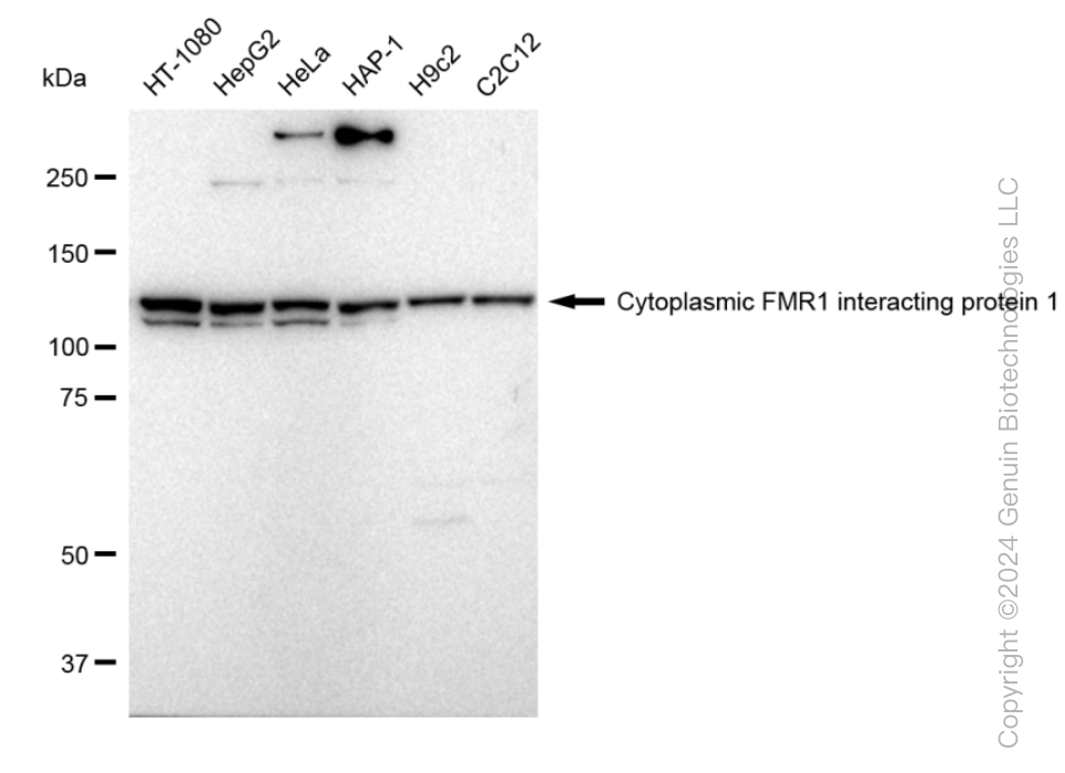 KD-Validated Anti-Cytoplasmic FMR1 interacting protein 1 Rabbit Monoclonal Antibody ABG1501