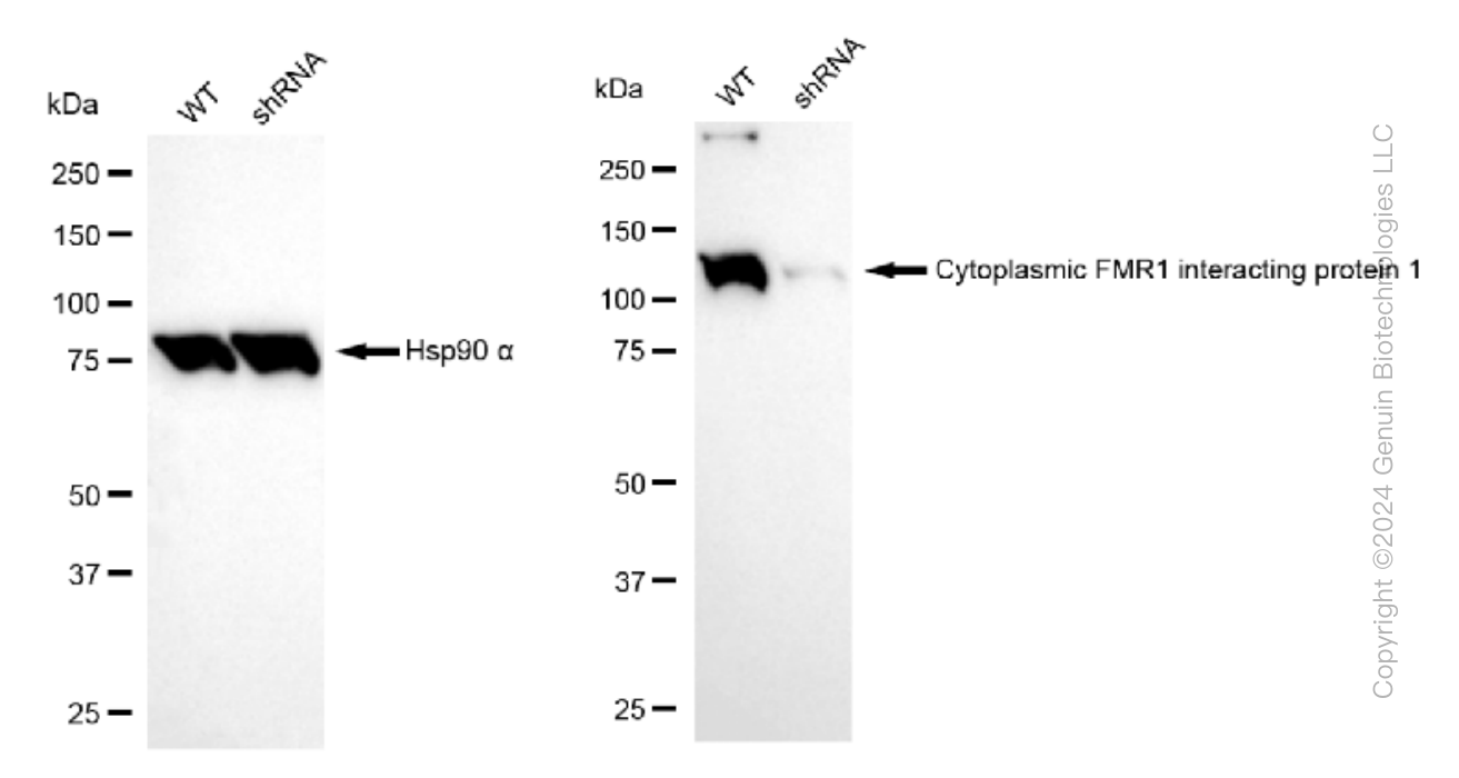 KD-Validated Anti-Cytoplasmic FMR1 interacting protein 1 Rabbit Monoclonal Antibody ABG1501