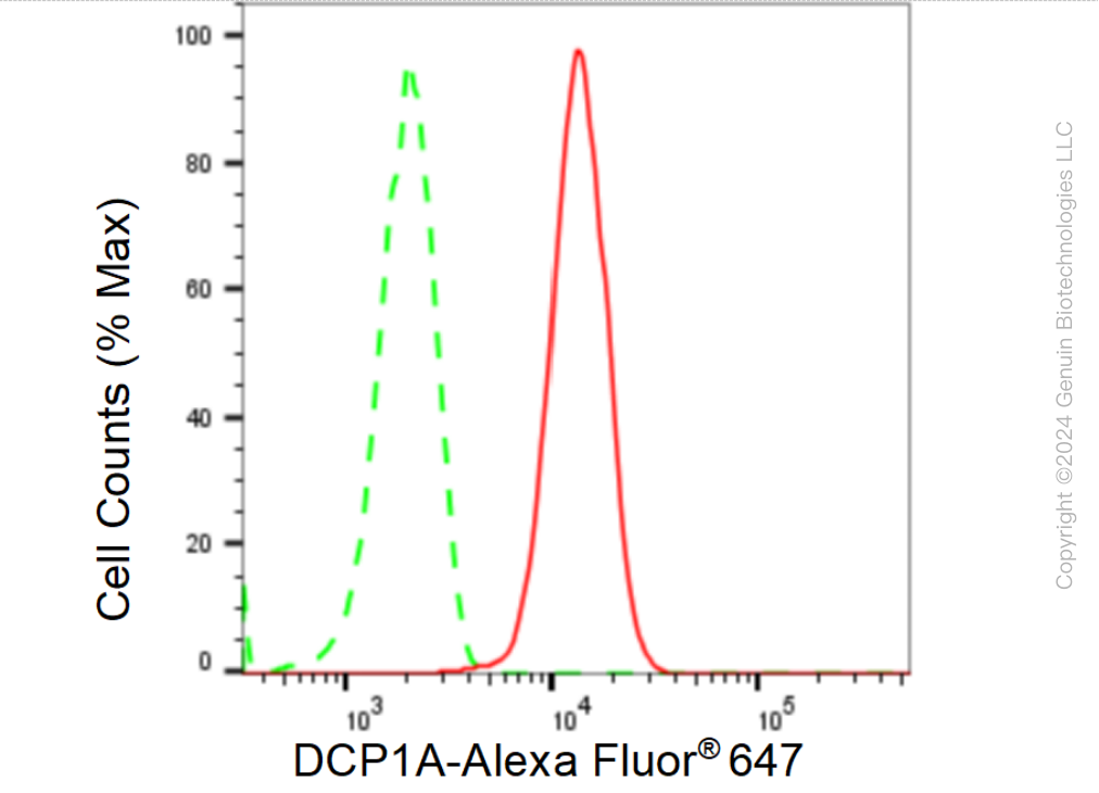 KD-Validated Anti-DCP1A Rabbit Monoclonal Antibody ABG1502