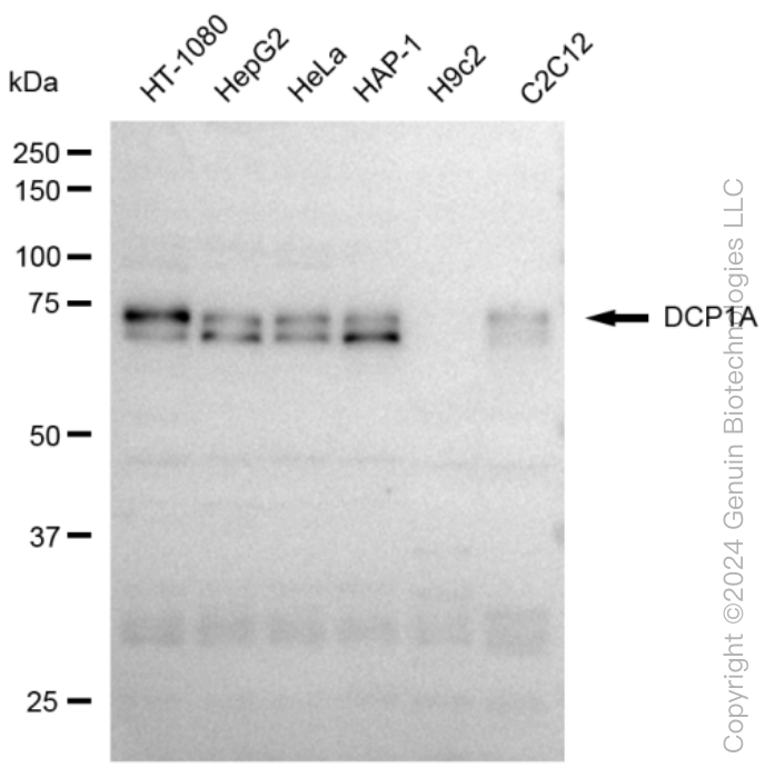 KD-Validated Anti-DCP1A Rabbit Monoclonal Antibody ABG1502