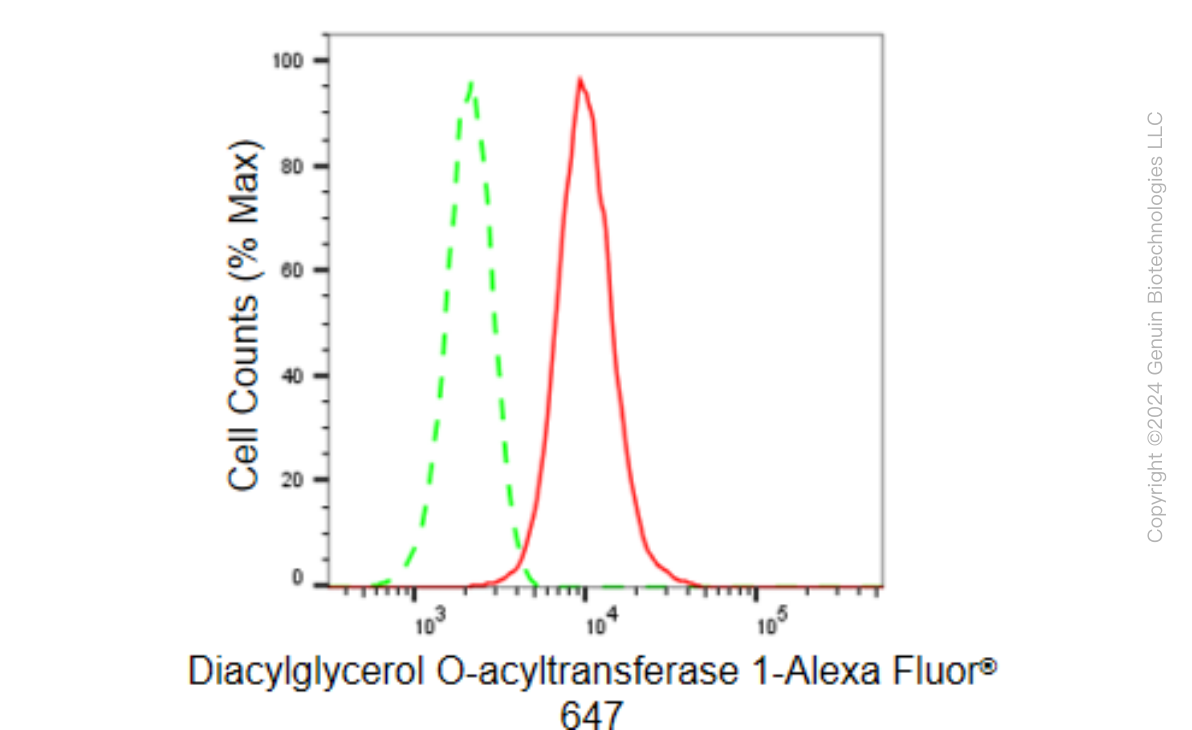 KD-Validated Anti-Diacylglycerol O-acyltransferase 1 Rabbit Monoclonal Antibody ABG1503