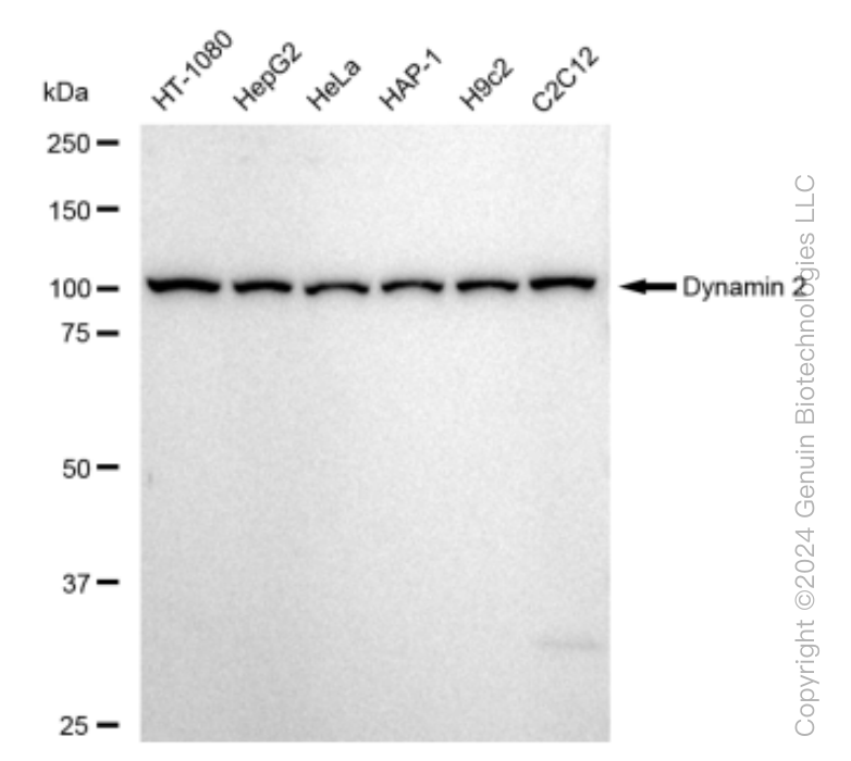 KD-Validated Anti-Dynamin 2 Rabbit Monoclonal Antibody ABG1504