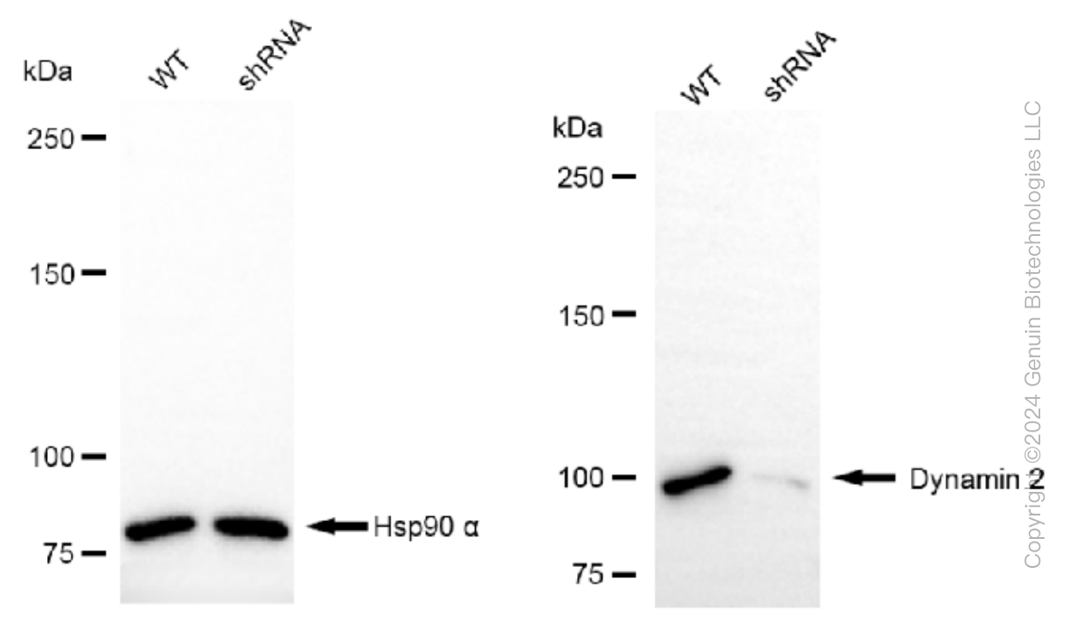 KD-Validated Anti-Dynamin 2 Rabbit Monoclonal Antibody ABG1504