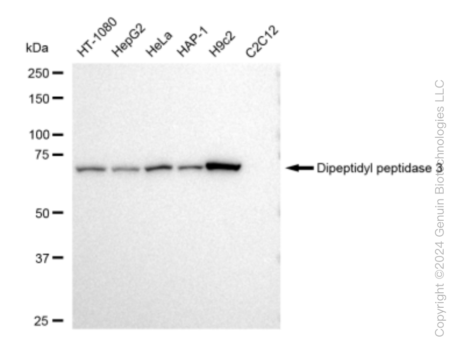 KD-Validated Anti-Dipeptidyl peptidase 3 Rabbit Monoclonal Antibody ABG1505