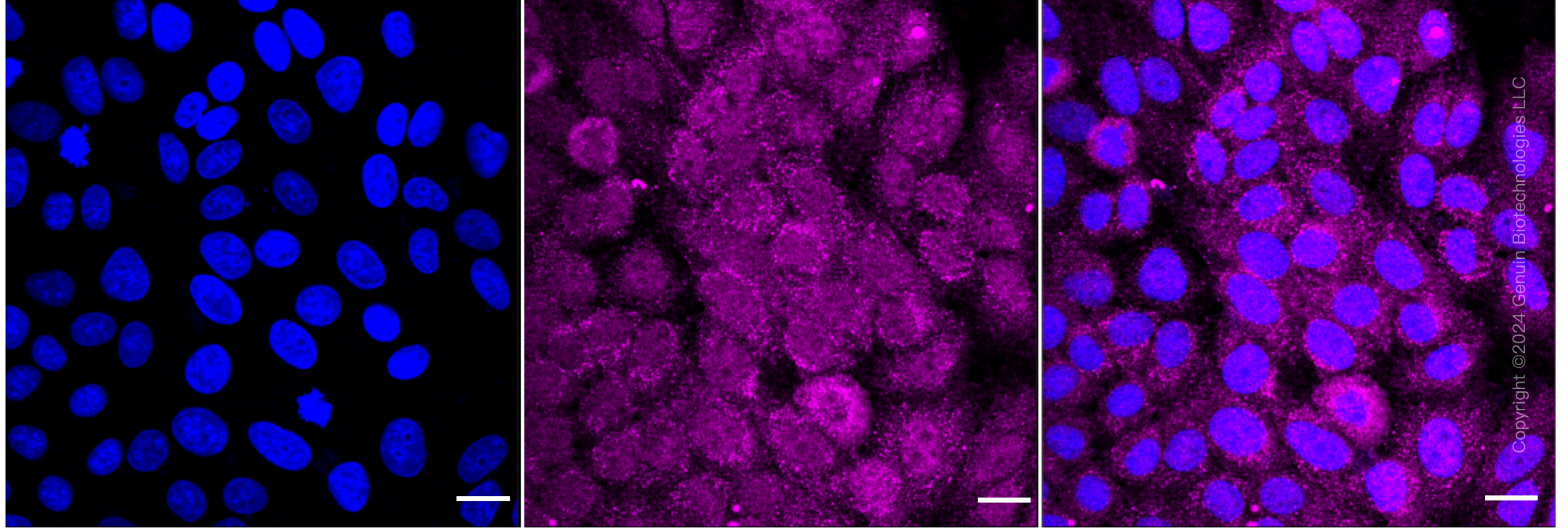 KD-Validated Anti-Drosha ribonuclease III Rabbit Monoclonal Antibody ABG1506