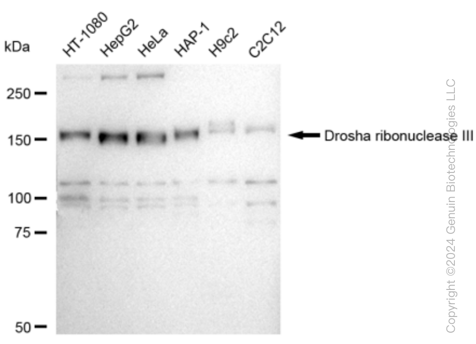 KD-Validated Anti-Drosha ribonuclease III Rabbit Monoclonal Antibody ABG1506