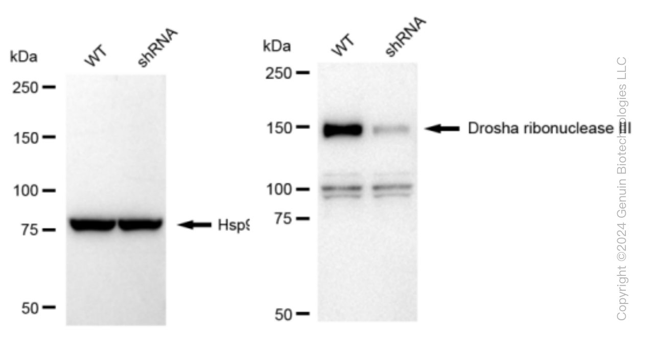 KD-Validated Anti-Drosha ribonuclease III Rabbit Monoclonal Antibody ABG1506