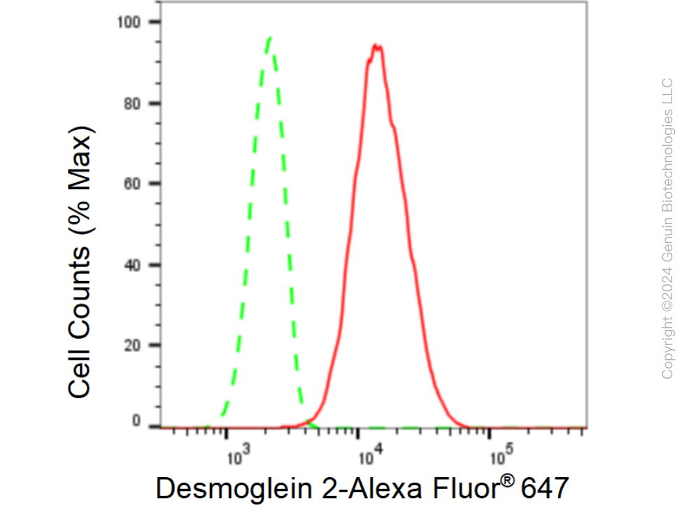 KD-Validated Anti-Desmoglein 2 Rabbit Monoclonal Antibody ABG1508