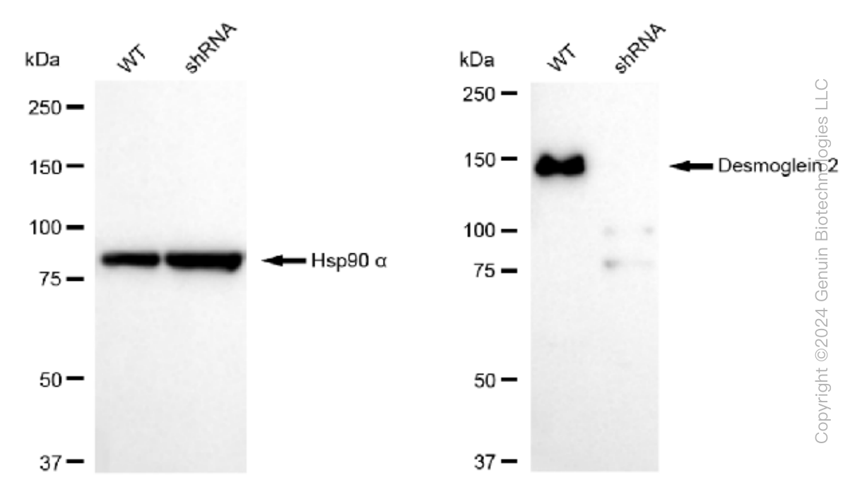 KD-Validated Anti-Desmoglein 2 Rabbit Monoclonal Antibody ABG1508