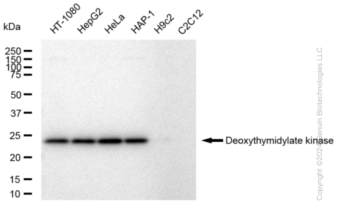KD-Validated Anti-DTYMK Rabbit Monoclonal Antibody ABG1510
