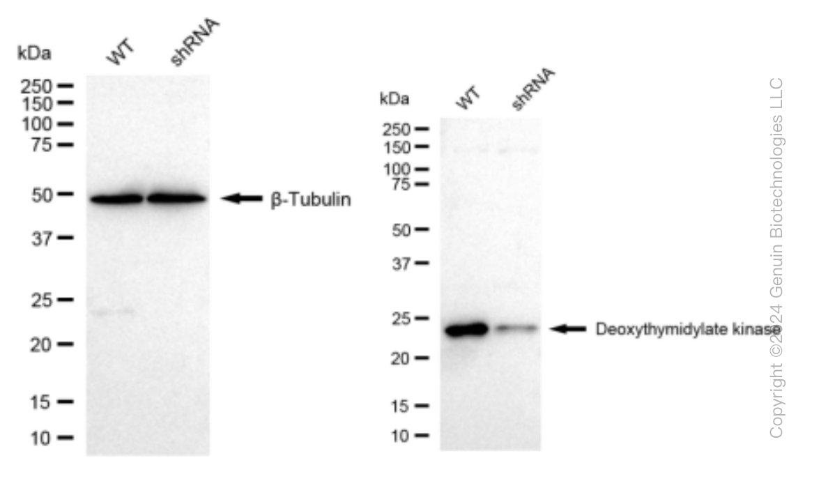 KD-Validated Anti-DTYMK Rabbit Monoclonal Antibody ABG1510
