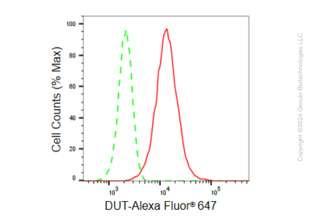 KD-Validated Anti-DUT Rabbit Monoclonal Antibody ABG1511