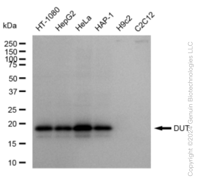 KD-Validated Anti-DUT Rabbit Monoclonal Antibody ABG1511
