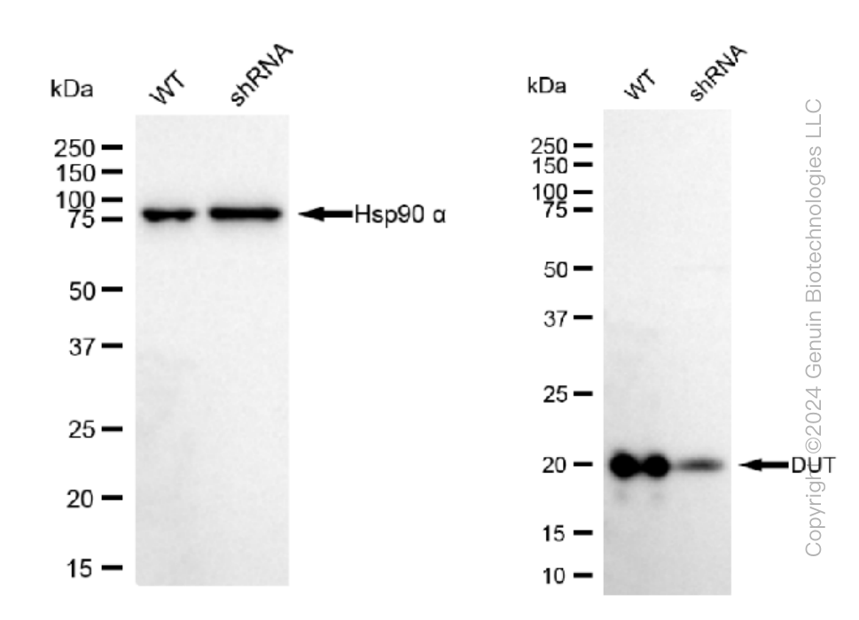KD-Validated Anti-DUT Rabbit Monoclonal Antibody ABG1511
