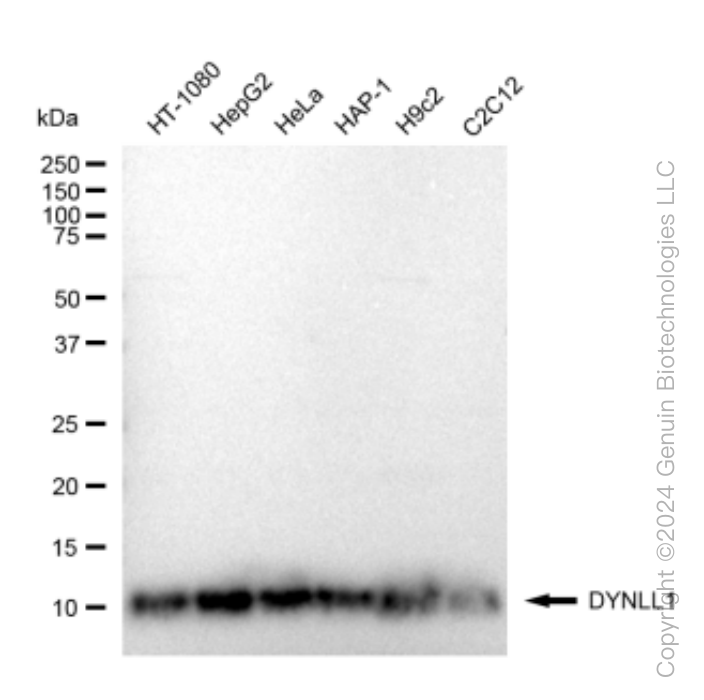 KD-Validated Anti-DYNLL1 Rabbit Monoclonal Antibody ABG1512