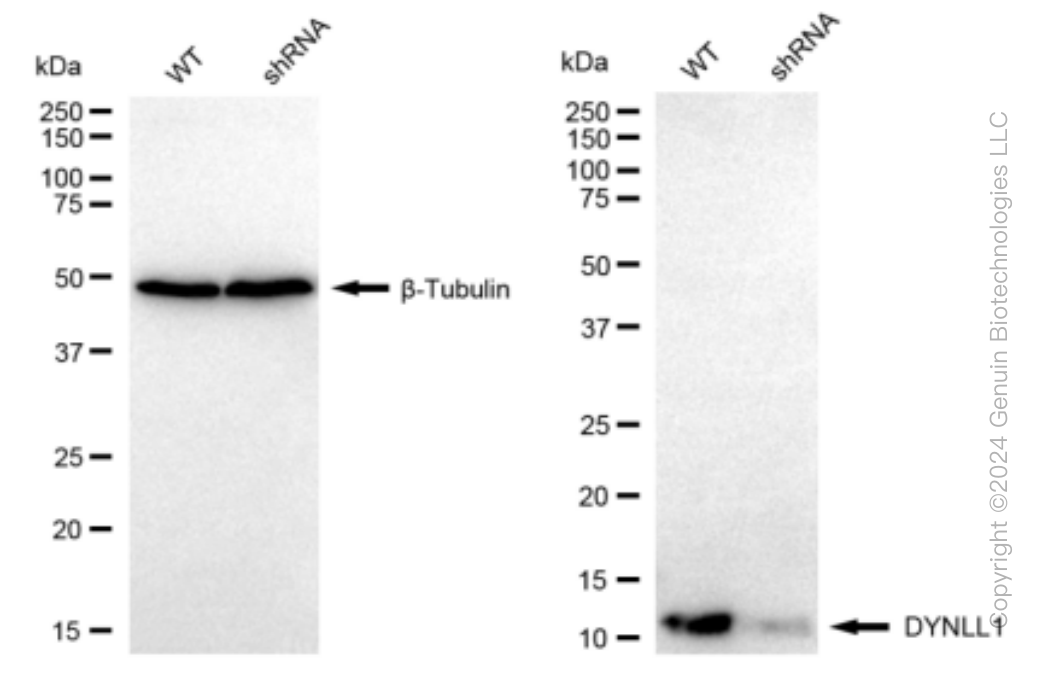 KD-Validated Anti-DYNLL1 Rabbit Monoclonal Antibody ABG1512