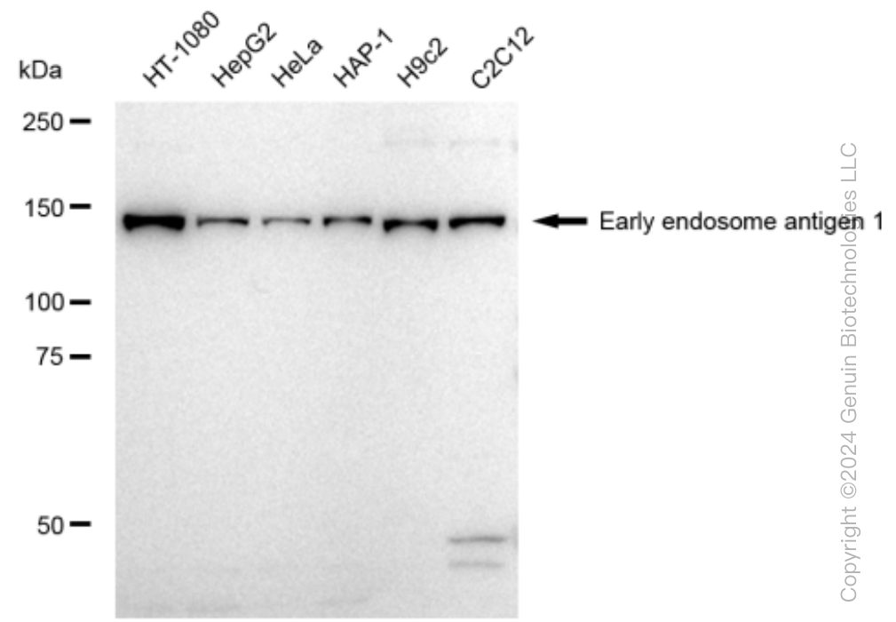 KD-Validated Anti-Early endosome antigen 1 Rabbit Monoclonal Antibody ABG1513