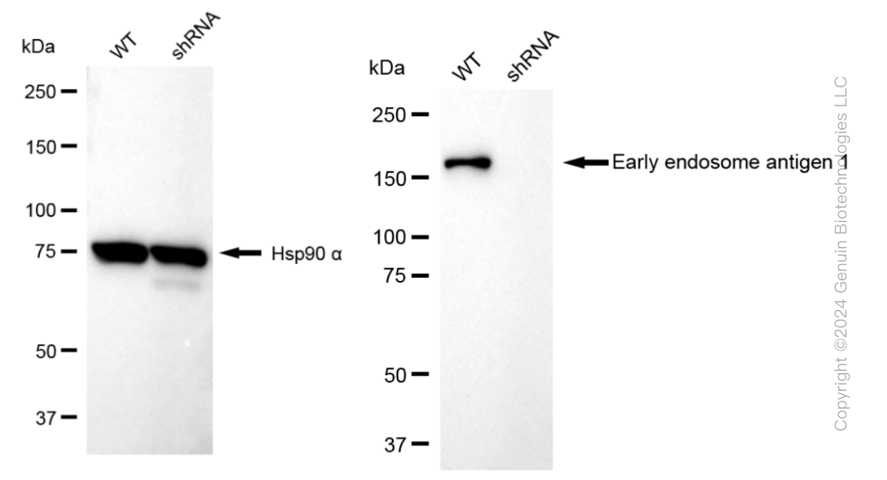 KD-Validated Anti-Early endosome antigen 1 Rabbit Monoclonal Antibody ABG1513