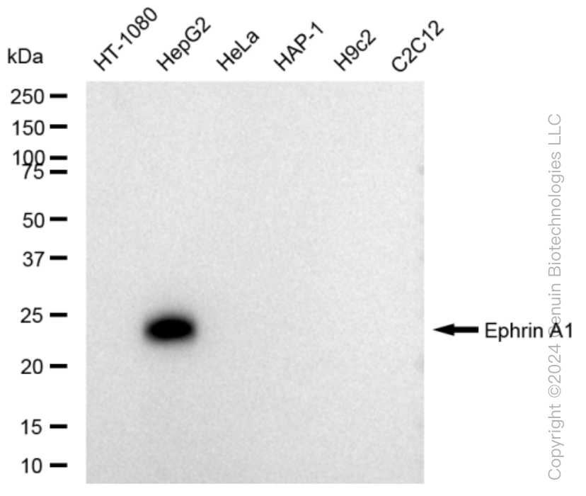 KD-Validated Anti-Ephrin A1 Rabbit Monoclonal Antibody ABG1514