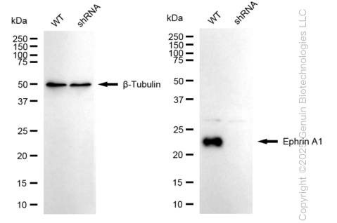 KD-Validated Anti-Ephrin A1 Rabbit Monoclonal Antibody ABG1514
