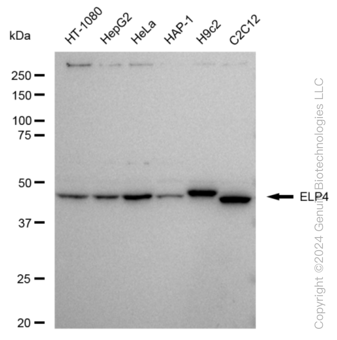 KD-Validated Anti-ELP4 Rabbit Monoclonal Antibody ABG1516