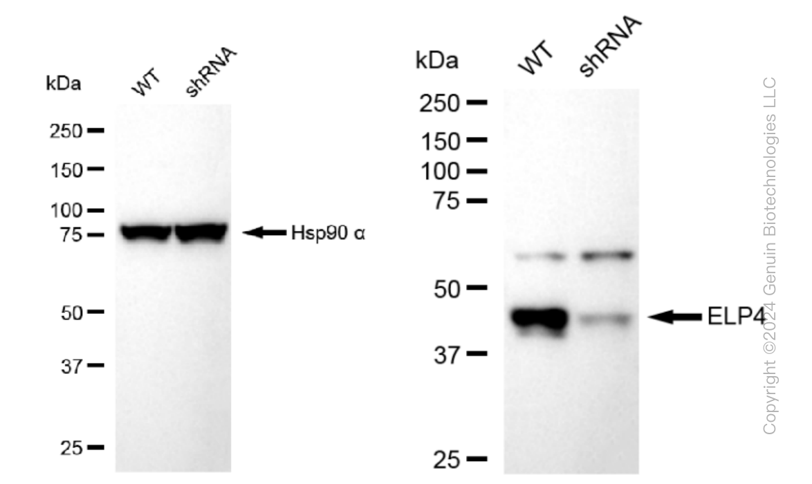 KD-Validated Anti-ELP4 Rabbit Monoclonal Antibody ABG1516