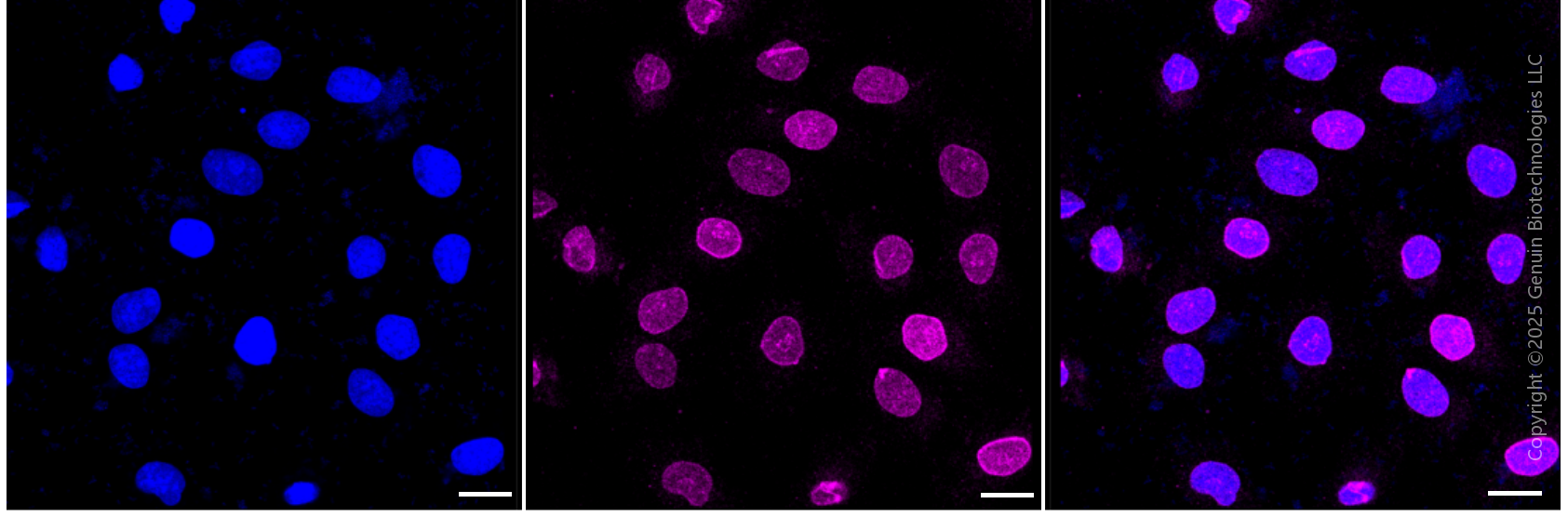 KD-Validated Anti-Emerin Rabbit Monoclonal Antibody ABG1517