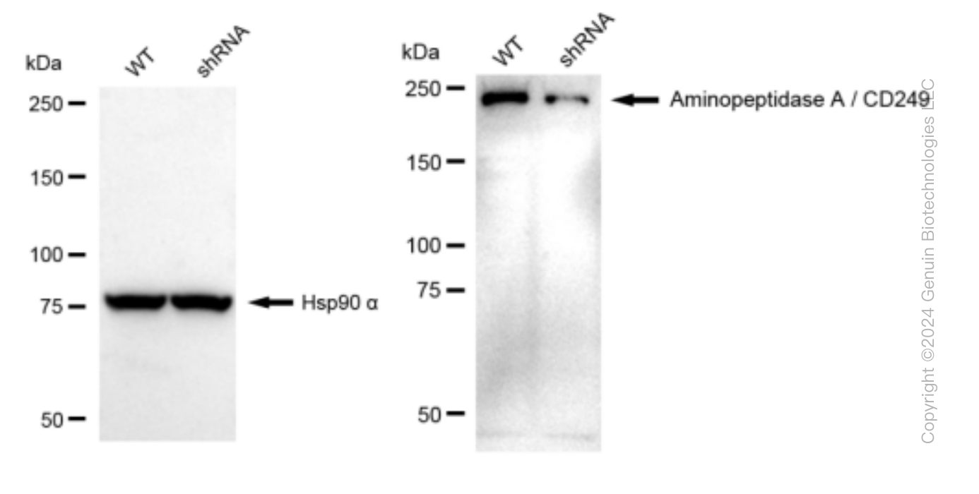 KD-Validated Anti-Aminopeptidase A / CD249 Rabbit Monoclonal Antibody ABG1518
