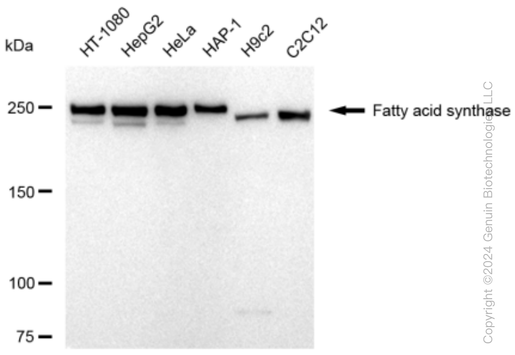 KD-Validated Anti-Fatty acid synthase Rabbit Monoclonal Antibody ABG1520