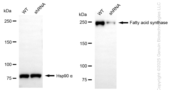 KD-Validated Anti-Fatty acid synthase Rabbit Monoclonal Antibody ABG1520