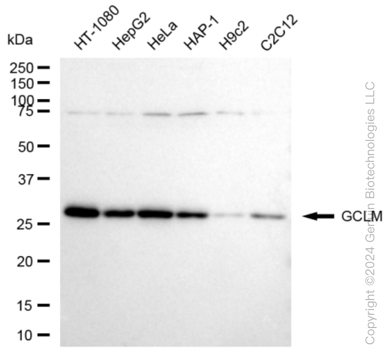 KD-Validated Anti-GCLM Rabbit Monoclonal Antibody ABG1522