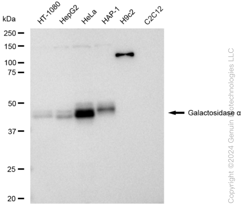 KD-Validated Anti-Galactosidase alpha Rabbit Monoclonal Antibody ABG1523