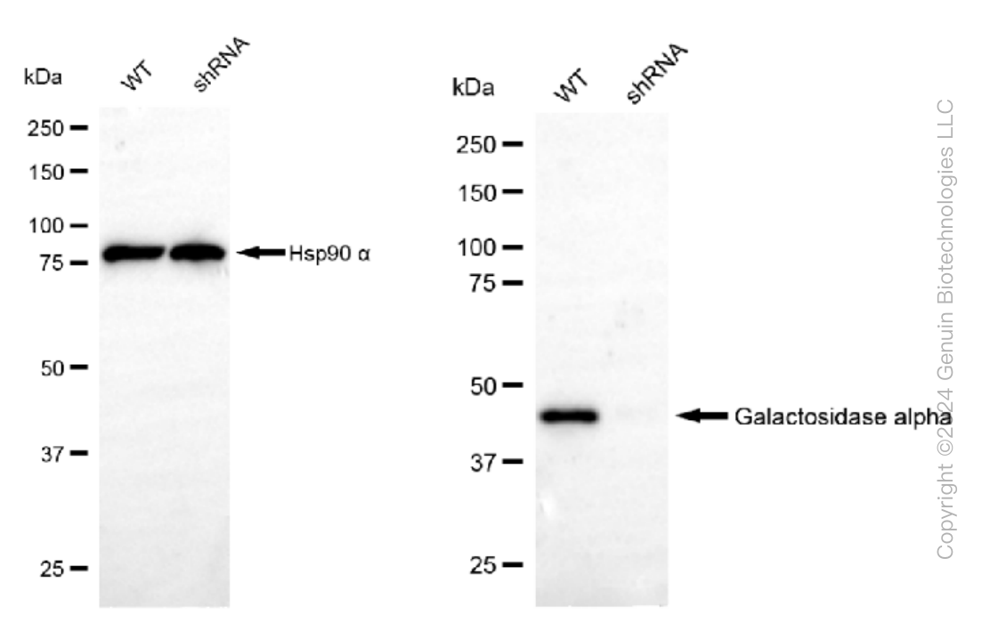 KD-Validated Anti-Galactosidase alpha Rabbit Monoclonal Antibody ABG1523