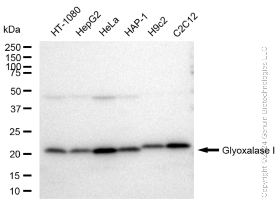KD-Validated Anti-Glyoxalase I Rabbit Monoclonal Antibody ABG1524